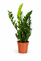 Glücksfeder - Zamioculcas