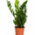 Glücksfeder - Zamioculcas