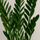Glücksfeder - Zamioculcas Ø:21 H:80 cm