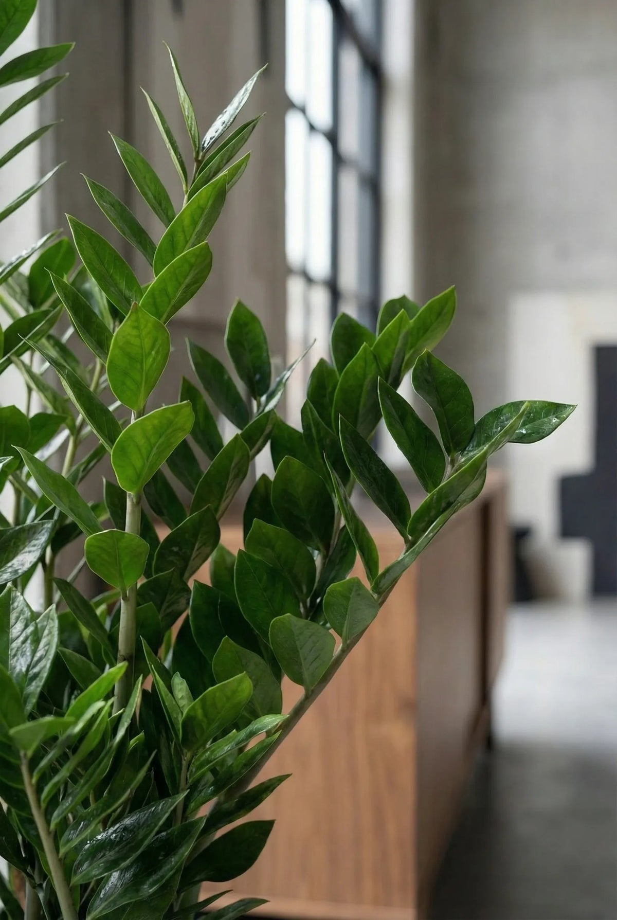 Glücksfeder - Zamioculcas Ø:24 H:90 cm - Pflanzen sicher zu dir nach Hause 