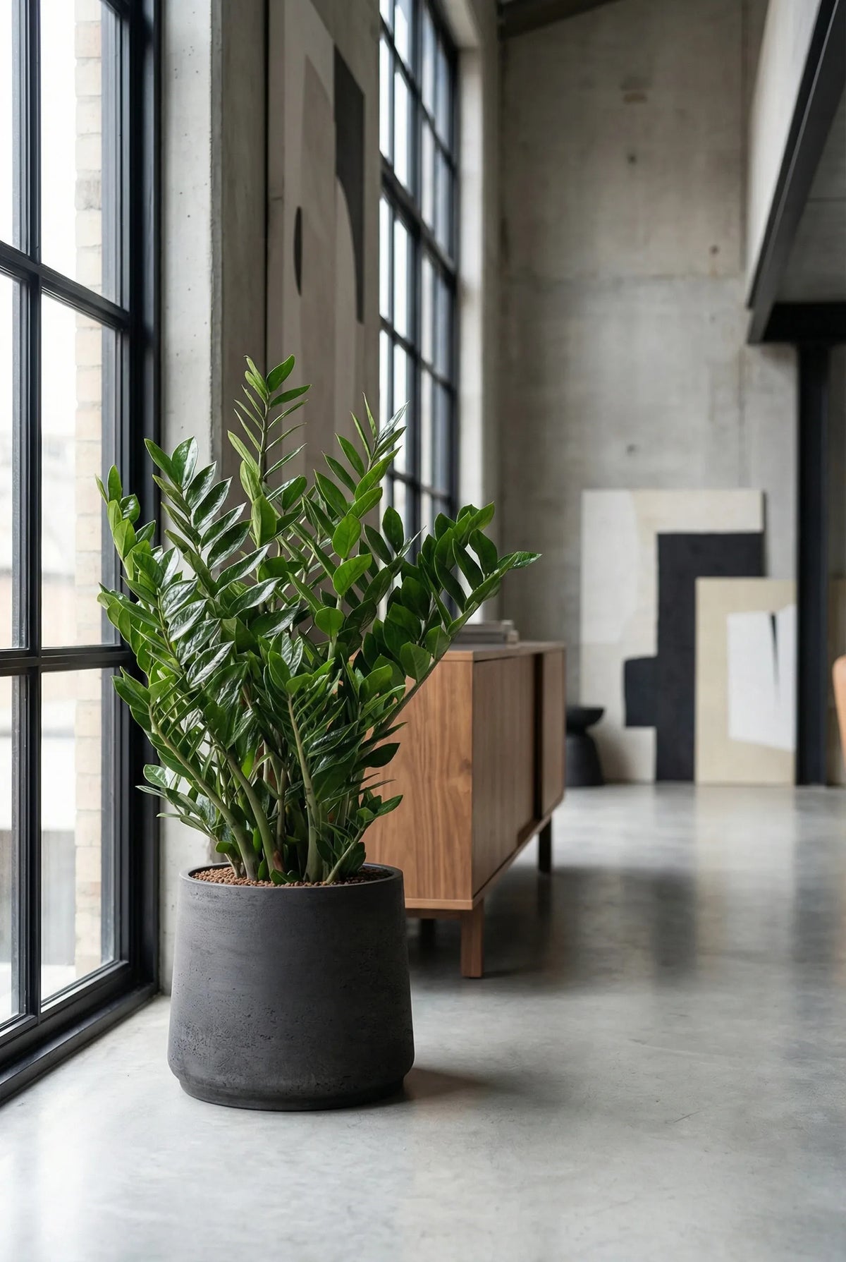 Glücksfeder - Zamioculcas Ø:24 H:90 cm - Pflanzen sicher zu dir nach Hause 