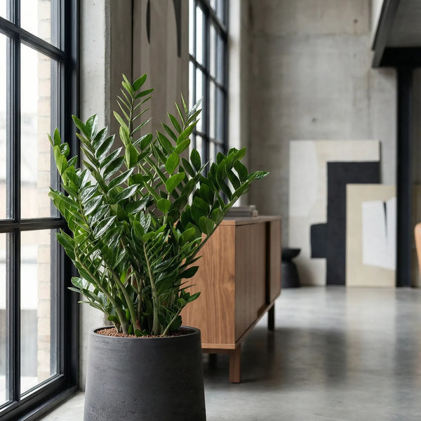 Glücksfeder - Zamioculcas Ø:24 H:90 cm - Pflanzen sicher zu dir nach Hause 