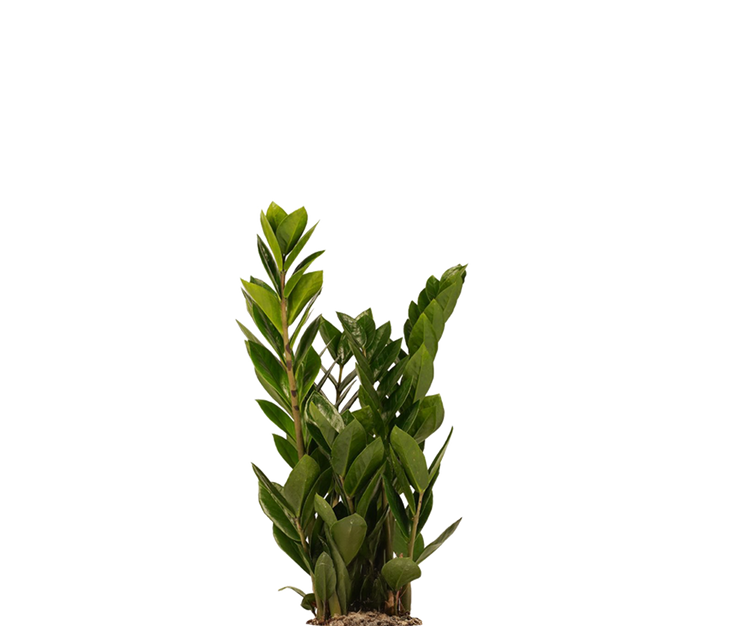 Glücksfeder - Zamioculcas Ø:14 H:50 cm