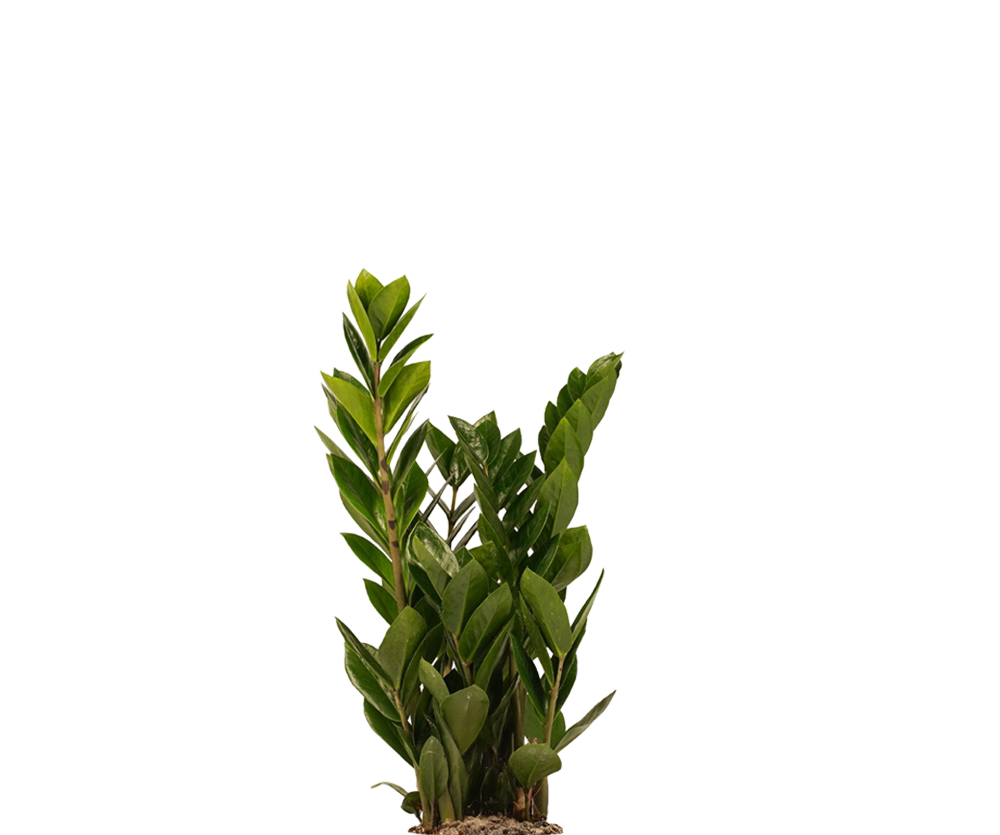 Glücksfeder - Zamioculcas Ø:14 H:50 cm