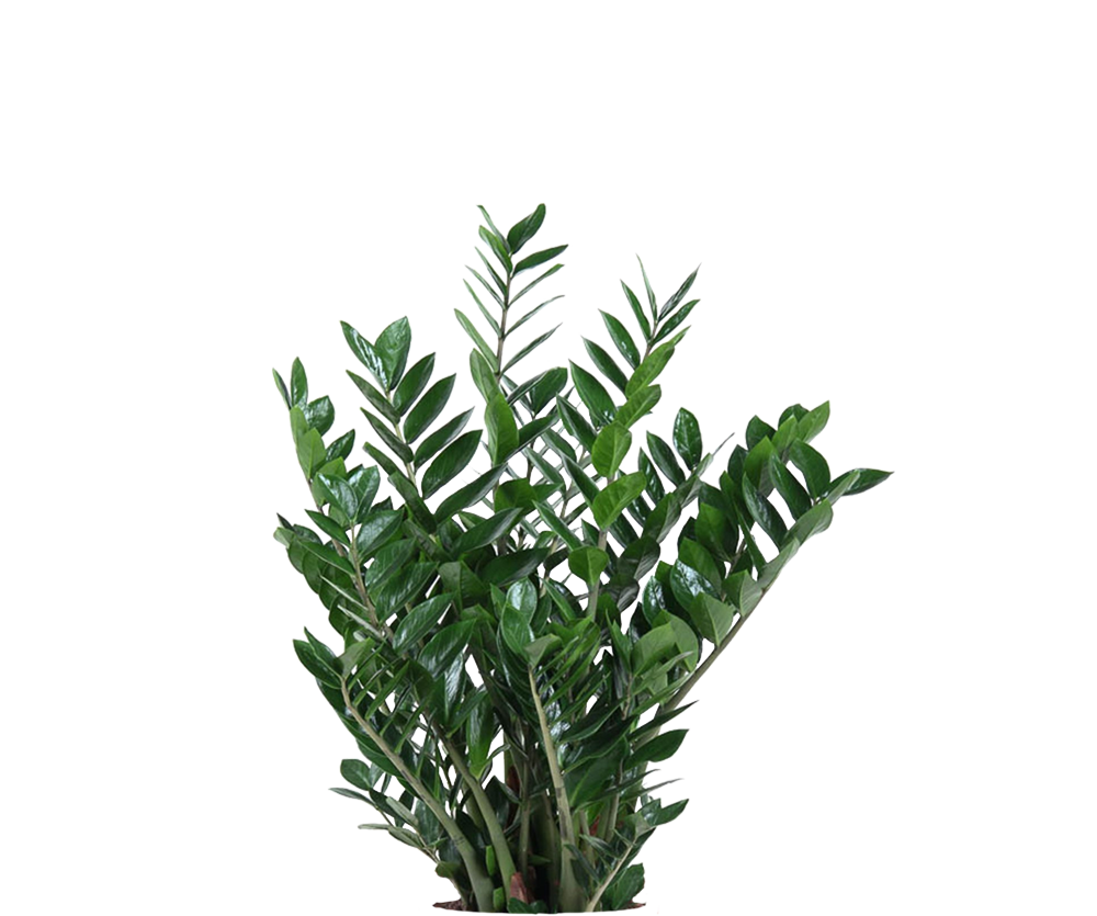 Glücksfeder - Zamioculcas Ø:24 H:90 cm