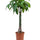 Glückskastanie mit geflochtenem Stamm (Pachira aquatica) im Kulturtopf Ø 27 cm, ca. 130 cm hoch – freigestellt