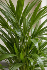 Areca - Goldfruchtpalme - Finestgreen
