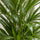 Areca - Goldfruchtpalme - Finestgreen