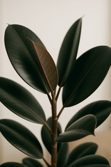Gummibaum - Ficus Elastica Abidjan Ø:27 H:110 cm