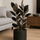 Gummibaum - Ficus Elastica Abidjan Ø:27 H:110 cm