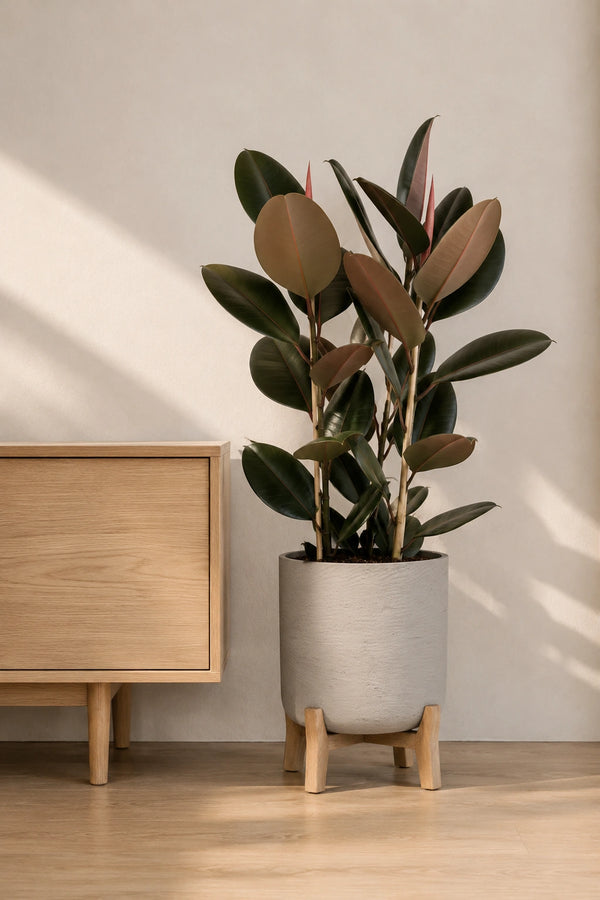 Gummibaum - Ficus Elastica Abidjan