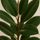 Gummibaum - Ficus elastica Robusta Ø:27 H:110 cm