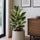 Gummibaum - Ficus elastica Tineke Ø:27 H:90 cm