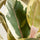 Gummibaum - Ficus elastica Tineke Ø:27 H:90 cm