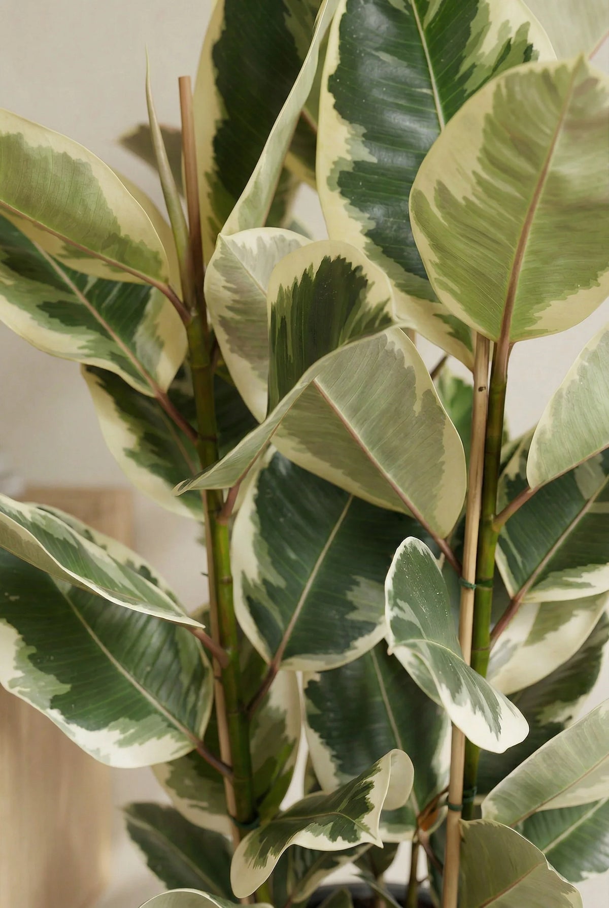 Gummibaum - Ficus elastica Tineke Ø:27 H:90 cm
