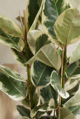 Gummibaum - Ficus elastica Tineke