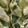 Gummibaum - Ficus elastica Tineke