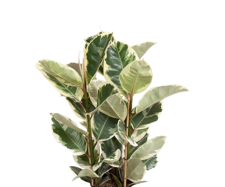 Gummibaum - Ficus elastica Tineke Ø:27 H:90 cm