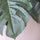 Monstera Pertusum Kunstpflanze L 140cm - Finestgreen