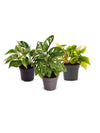 Hängepflanzen Set: Efeutute, Monstera Obliqua & Philodendron Brasil