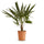 Hanfpalme (Trachycarpus fortunei) im Kulturtopf Ø 24 cm, ca. 100 cm hoch – freigestellt