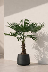 Hanfpalme - Trachycarpus fortunei