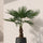 Hanfpalme - Trachycarpus fortunei