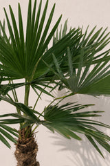 Hanfpalme - Trachycarpus fortunei