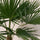 Hanfpalme - Trachycarpus fortunei