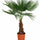 Hanfpalme - Trachycarpus fortunei