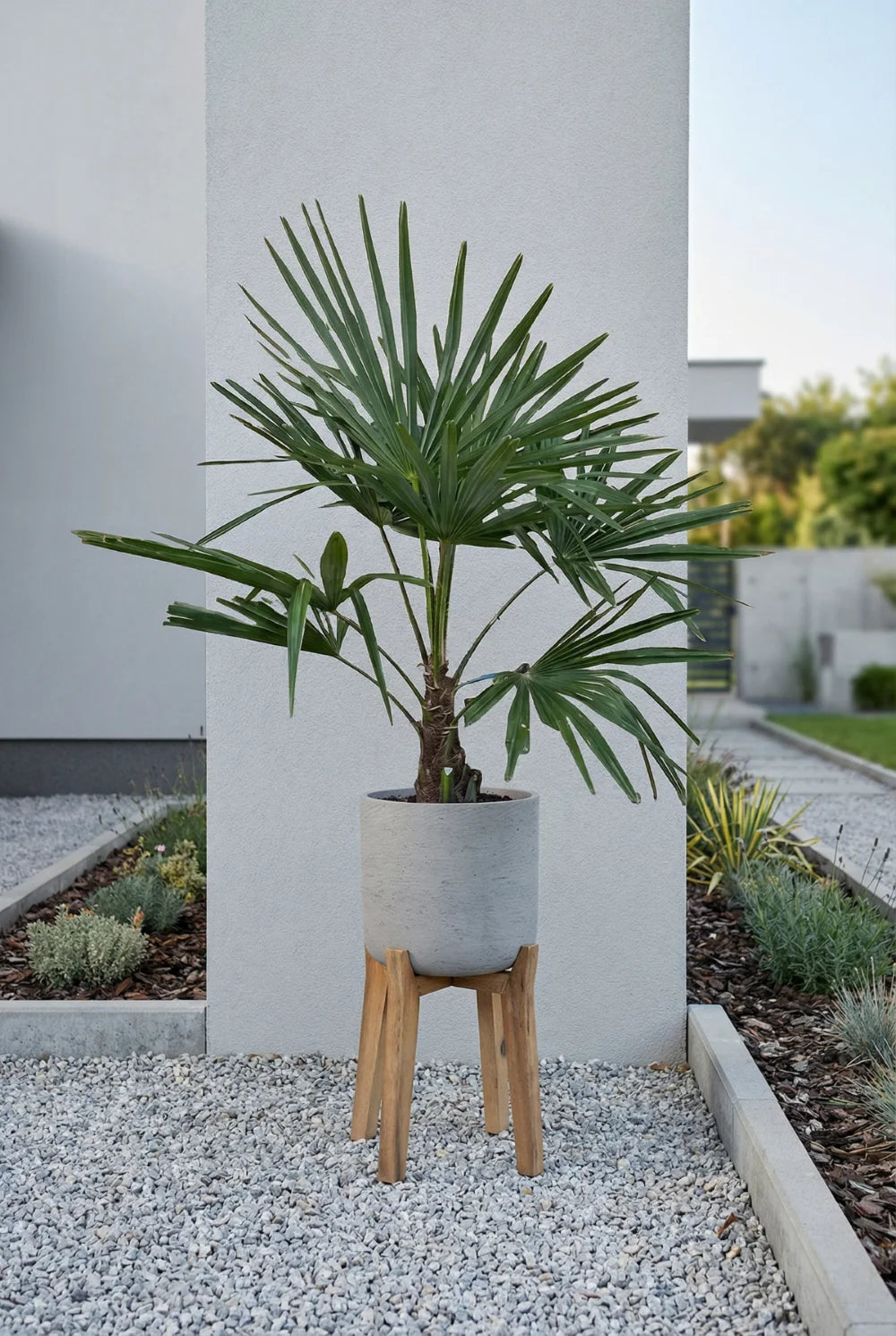 Windmill Palm - Trachycarpus fortunei
