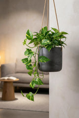 Hanging Charlie Schwarz Finestgreen 