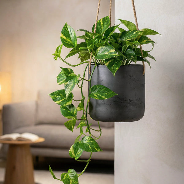 Hängepflanztopf aus Fiberclay in Beton-Optik – Hanging Charlie Schwarz