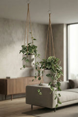 Hanging Charlie Grau by Pottery Pots, showcasing elegant gray foliage in a stylish hanging planter design. || Abgebildete Größen: XS & S