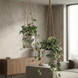Hanging Charlie Grau by Pottery Pots, showcasing elegant gray foliage in a stylish hanging planter design. || Abgebildete Größen: XS & S