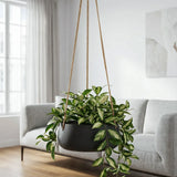 Hanging Eileen Schwarz