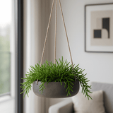 Hanging Eileen Schwarz