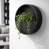 Hanging Wally Schwarz