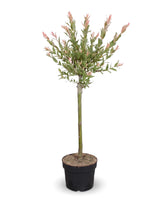 Harlekinweide 'Flamingo' auf Stamm (Salix integra 'Flamingo') im Kulturtopf Ø 17 cm, ca. 70–80 cm hoch – freigestellt