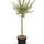 Harlekinweide 'Flamingo' auf Stamm (Salix integra 'Flamingo') im Kulturtopf Ø 17 cm, ca. 70–80 cm hoch – freigestellt