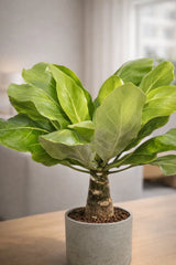 Hawaii Palme – Brighamia insignis Ø:12 H:40 cm Finestgreen 