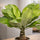 Hawaii Palme – Brighamia insignis Ø:12 H:40 cm Finestgreen 