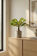 Hawaii Palme H:40 cm – Brighamia insignis Zimmerpflanze
