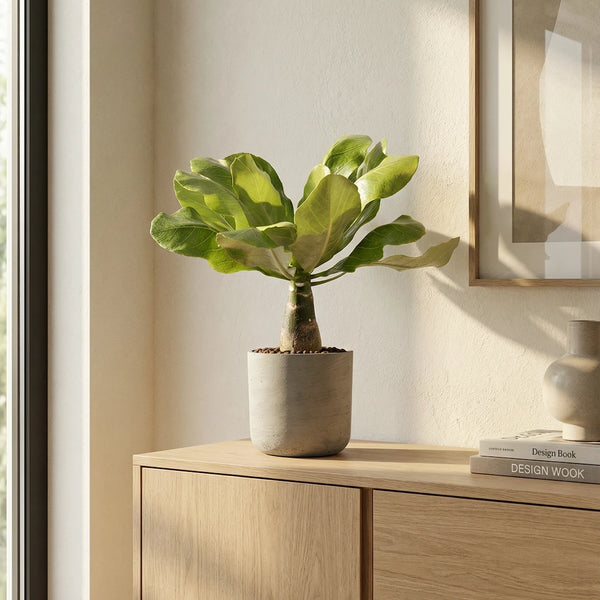 Hawaii Palme H:40 cm – Brighamia insignis Zimmerpflanze