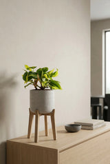 Philodendron Brasil - Herzblatt-Philodendron - Finestgreen