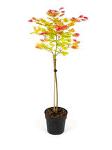 Japanischer Goldahorn 'Moonrise' auf Stamm (Acer shirasawanum 'Moonrise') im Kulturtopf Ø 19 cm, ca. 90 cm hoch – freigestellt