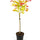 Japanischer Goldahorn 'Moonrise' auf Stamm (Acer shirasawanum 'Moonrise') im Kulturtopf Ø 19 cm, ca. 90 cm hoch – freigestellt