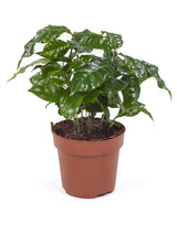 Kaffeepflanze (Coffea arabica) im Kulturtopf Ø 12 cm, ca. 25 cm hoch – freigestellt