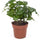 Kaffeepflanze (Coffea arabica) im Kulturtopf Ø 12 cm, ca. 25 cm hoch – freigestellt