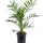 Kanarische Dattelpalme (Phoenix canariensis) im Kulturtopf Ø 19 cm, ca. 80 cm hoch – freigestellt